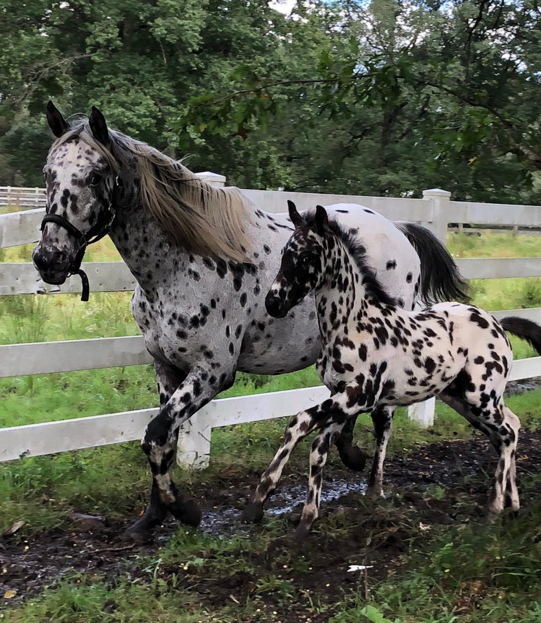 Appaloosa Friesian Mare & Foal